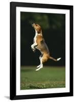 Beagle Jumping in Park-DLILLC-Framed Photographic Print