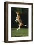 Beagle Jumping in Park-DLILLC-Framed Photographic Print