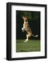 Beagle Jumping in Park-DLILLC-Framed Photographic Print