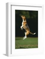 Beagle Jumping in Park-DLILLC-Framed Photographic Print