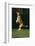 Beagle Jumping in Park-DLILLC-Framed Photographic Print