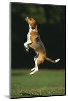 Beagle Jumping in Park-DLILLC-Mounted Photographic Print
