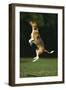 Beagle Jumping in Park-DLILLC-Framed Photographic Print