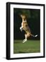 Beagle Jumping in Park-DLILLC-Framed Photographic Print