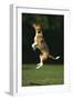 Beagle Jumping in Park-DLILLC-Framed Photographic Print