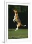 Beagle Jumping in Park-DLILLC-Framed Photographic Print