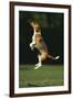 Beagle Jumping in Park-DLILLC-Framed Photographic Print