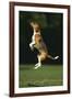 Beagle Jumping in Park-DLILLC-Framed Photographic Print