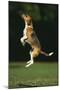 Beagle Jumping in Park-DLILLC-Mounted Photographic Print