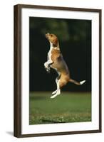Beagle Jumping in Park-DLILLC-Framed Photographic Print