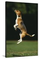Beagle Jumping in Park-DLILLC-Stretched Canvas