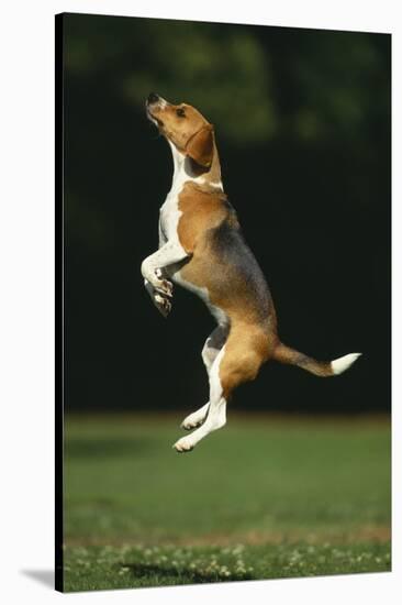 Beagle Jumping in Park-DLILLC-Stretched Canvas