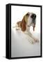 Beagle Lying Down-null-Framed Stretched Canvas