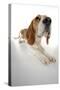 Beagle Lying Down-null-Stretched Canvas