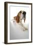 Beagle Lying Down-null-Framed Photographic Print