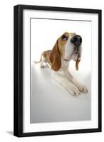 Beagle Lying Down-null-Framed Photographic Print