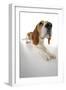 Beagle Lying Down-null-Framed Photographic Print