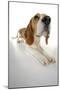 Beagle Lying Down-null-Mounted Photographic Print