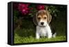 Beagle Pup, Plano, Illinois, USA-Lynn M^ Stone-Framed Stretched Canvas