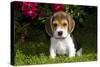 Beagle Pup, Plano, Illinois, USA-Lynn M^ Stone-Stretched Canvas