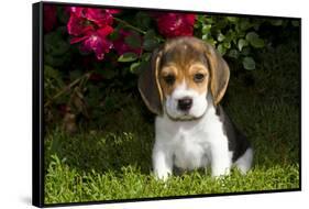 Beagle Pup, Plano, Illinois, USA-Lynn M^ Stone-Framed Stretched Canvas