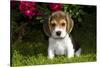 Beagle Pup, Plano, Illinois, USA-Lynn M^ Stone-Stretched Canvas