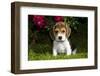 Beagle Pup, Plano, Illinois, USA-Lynn M^ Stone-Framed Photographic Print