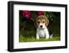Beagle Pup, Plano, Illinois, USA-Lynn M^ Stone-Framed Photographic Print