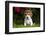 Beagle Pup, Plano, Illinois, USA-Lynn M^ Stone-Framed Photographic Print