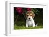 Beagle Pup, Plano, Illinois, USA-Lynn M^ Stone-Framed Photographic Print