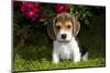 Beagle Pup, Plano, Illinois, USA-Lynn M^ Stone-Mounted Photographic Print