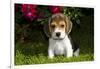 Beagle Pup, Plano, Illinois, USA-Lynn M^ Stone-Framed Photographic Print