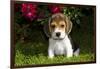 Beagle Pup, Plano, Illinois, USA-Lynn M^ Stone-Framed Photographic Print