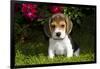 Beagle Pup, Plano, Illinois, USA-Lynn M^ Stone-Framed Photographic Print