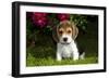 Beagle Pup, Plano, Illinois, USA-Lynn M^ Stone-Framed Photographic Print