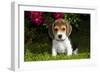 Beagle Pup, Plano, Illinois, USA-Lynn M^ Stone-Framed Photographic Print