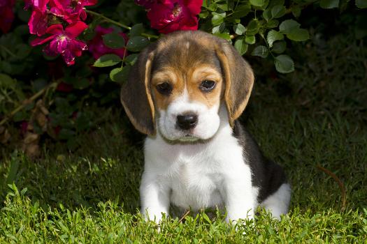 Beagle Pup, Plano, Illinois, USA' Photographic Print - Lynn Stone | AllPosters.com