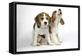 Beagle Puppies Sitting Down, One Howling-null-Framed Stretched Canvas