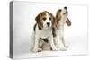 Beagle Puppies Sitting Down, One Howling-null-Stretched Canvas