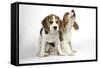 Beagle Puppies Sitting Down, One Howling-null-Framed Stretched Canvas