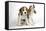 Beagle Puppies Sitting Down, One Howling-null-Framed Stretched Canvas
