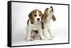 Beagle Puppies Sitting Down, One Howling-null-Framed Stretched Canvas