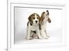 Beagle Puppies Sitting Down, One Howling-null-Framed Photographic Print