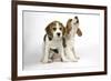 Beagle Puppies Sitting Down, One Howling-null-Framed Photographic Print