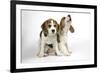 Beagle Puppies Sitting Down, One Howling-null-Framed Photographic Print