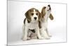 Beagle Puppies Sitting Down, One Howling-null-Mounted Photographic Print