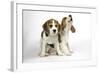 Beagle Puppies Sitting Down, One Howling-null-Framed Photographic Print