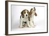 Beagle Puppies Sitting Down, One Howling-null-Framed Photographic Print