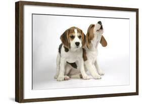 Beagle Puppies Sitting Down, One Howling-null-Framed Photographic Print