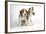 Beagle Puppies Sitting Down, One Howling-null-Framed Photographic Print